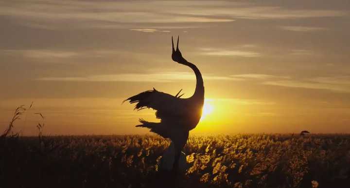 整部片子里最喜欢的一部分是丹顶鹤,首位呼应暗示了达娃的轮回.