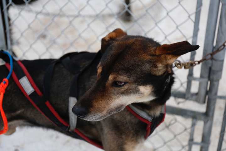 似乎是雪橇犬和当地的狗混的