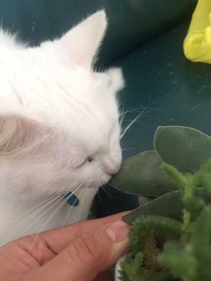 有没有知友又养猫又养多肉的 知乎 有没有知友又养猫又养多肉的 知乎