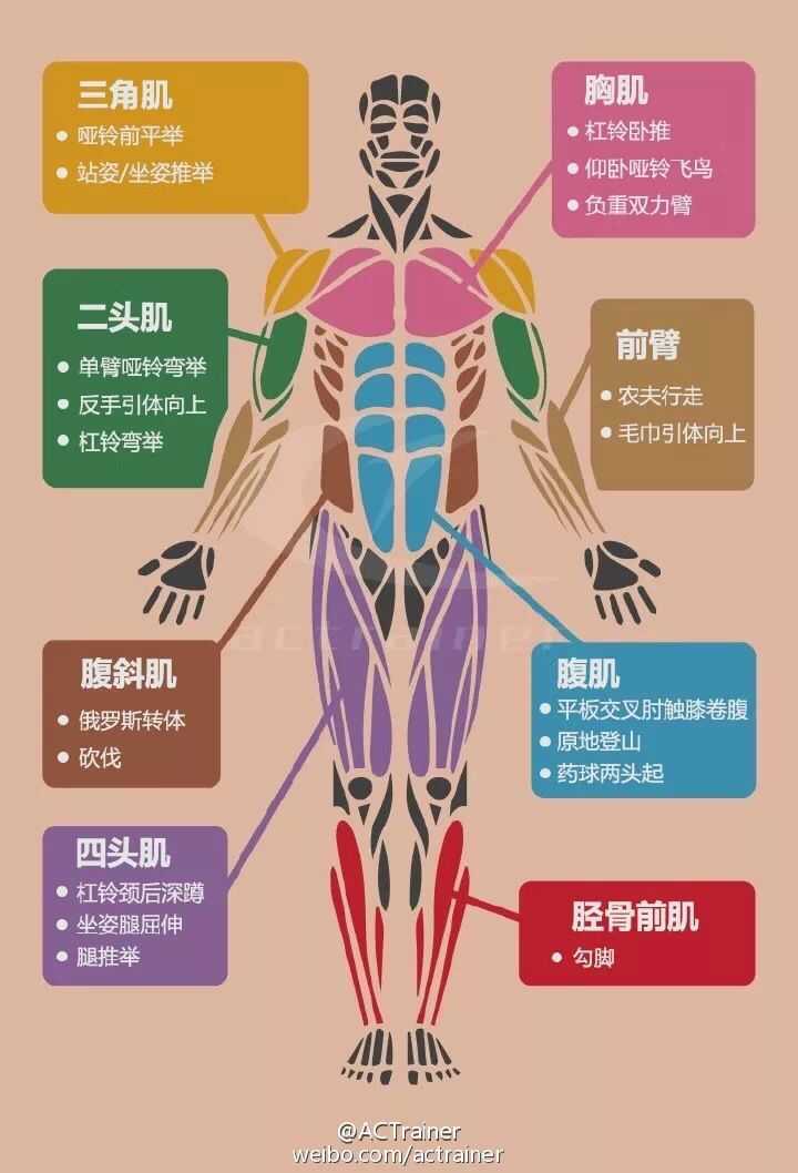 一头肌照片图片