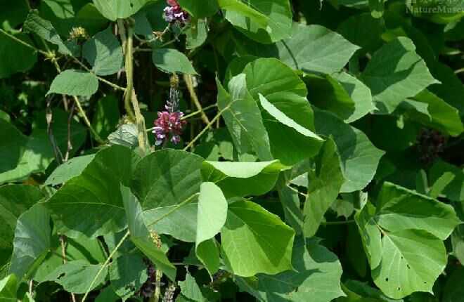 4,《樛木》(jiu) 南有樛木,葛藟累之.