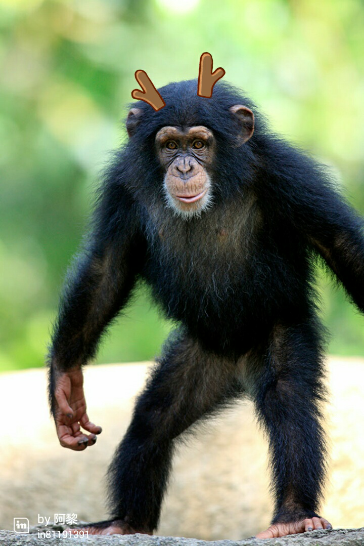 头上长角是一种什么样的体验?