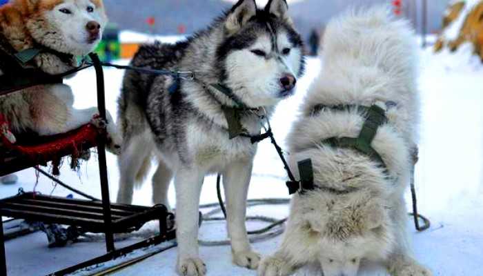 为什么用驯鹿,不用我们的雪橇三傻!