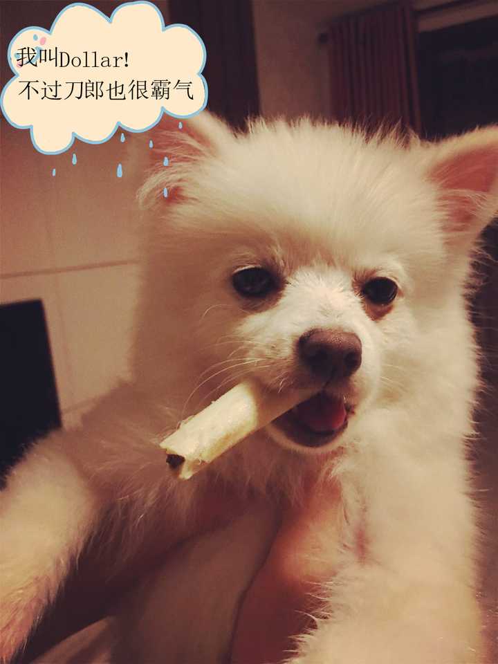 奶奶,刀郎这名字太霸气了,我得来根雪茄撑撑场面,再给我买个墨镜可好?