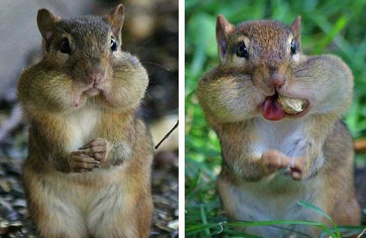 那个玩意儿是猴子的颊囊 猴子吃东西一般都抢到嘴里再咀嚼的 而在嘴里