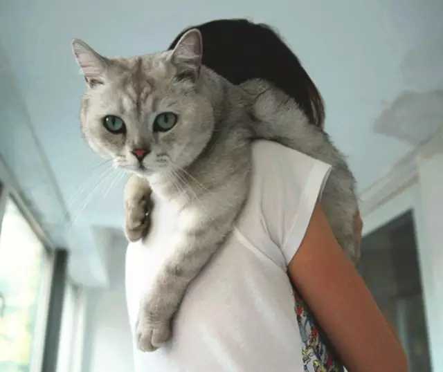抱起猫的正确姿势是怎样? - 知乎
