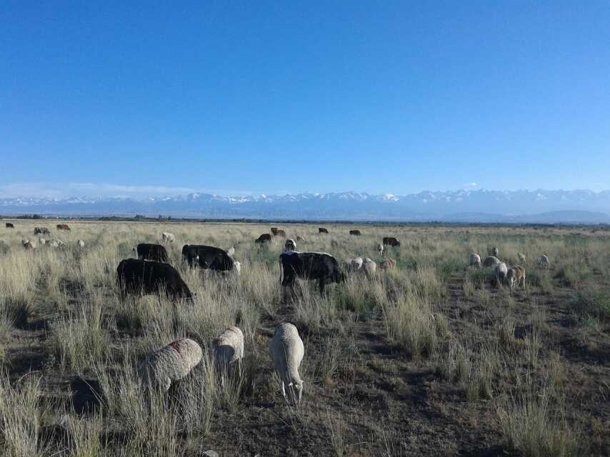 这二十几年,饮牲口的水库干了,耕地越来越多,放牧的地方越来越少,小