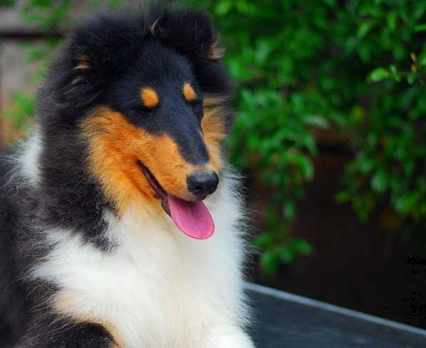 养苏牧是一种什么经历