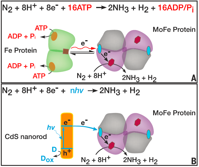 再比如合成类似固氮酶的无机结构来催化