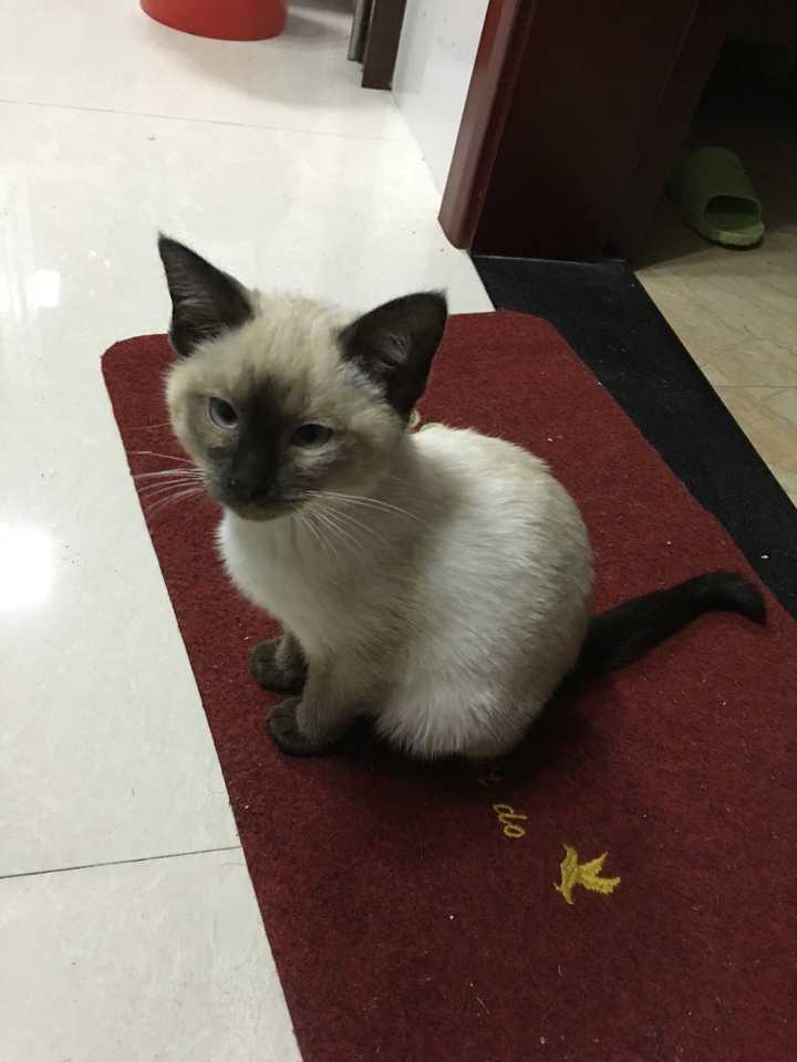 有没有知友又养猫又养多肉的 知乎 有没有知友又养猫又养多肉的 知乎