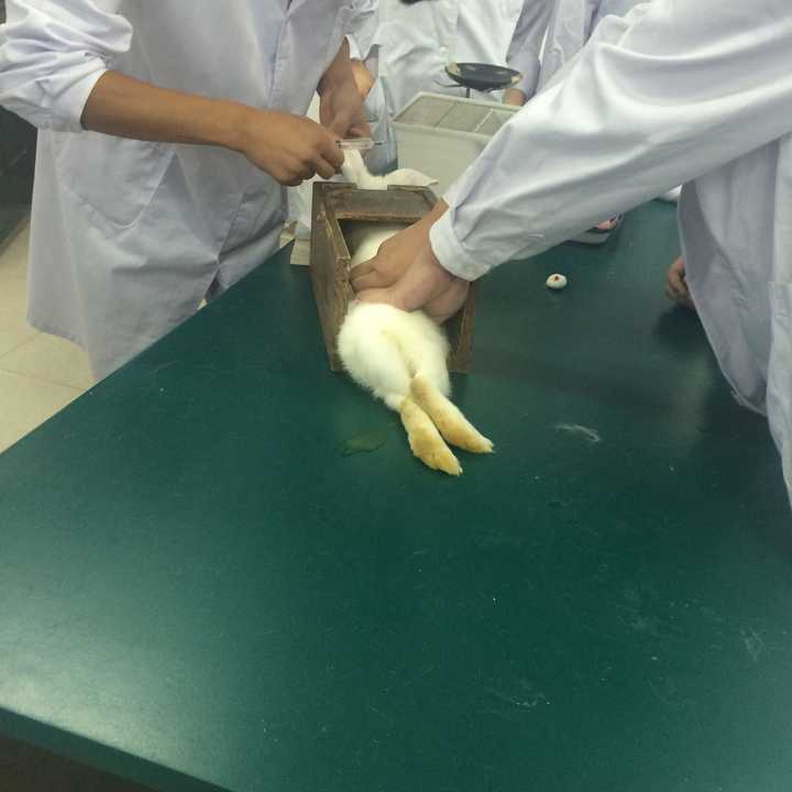 第一次解剖动物时是什么感觉? - 知乎