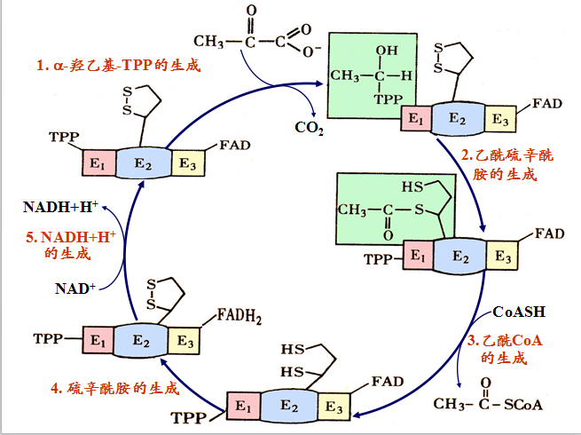 柠檬酸循环过程图片