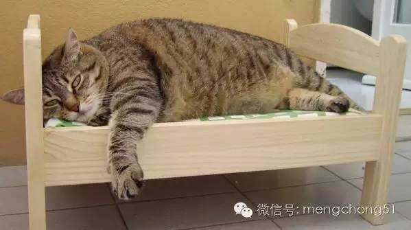 猫得了感冒会自己好吗 知乎