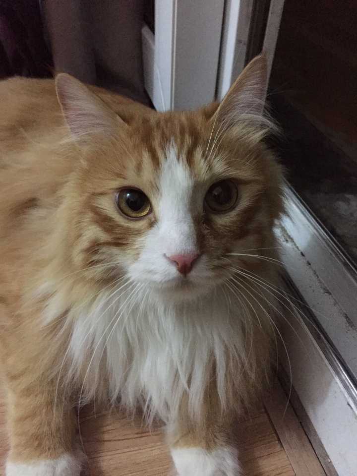 猫有眉毛吗 知乎 猫有眉毛吗 知乎