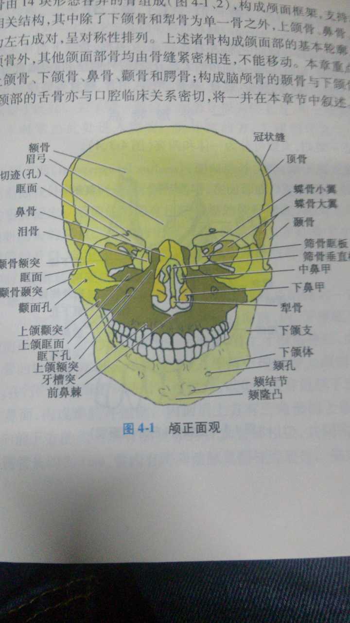 下颌的位置图片