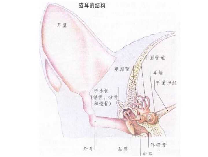 猫耳洞结构示意图图片