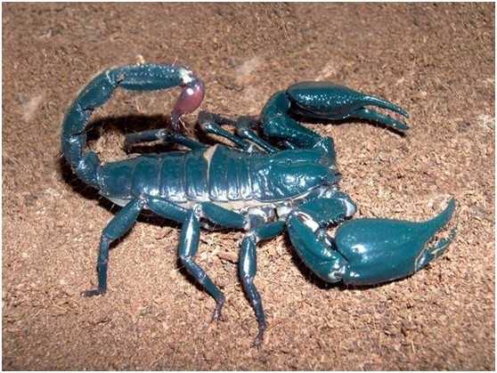 为什么那么多人喜欢养蛇,蜥蜴,蝎子等一些冷血动物当宠物?