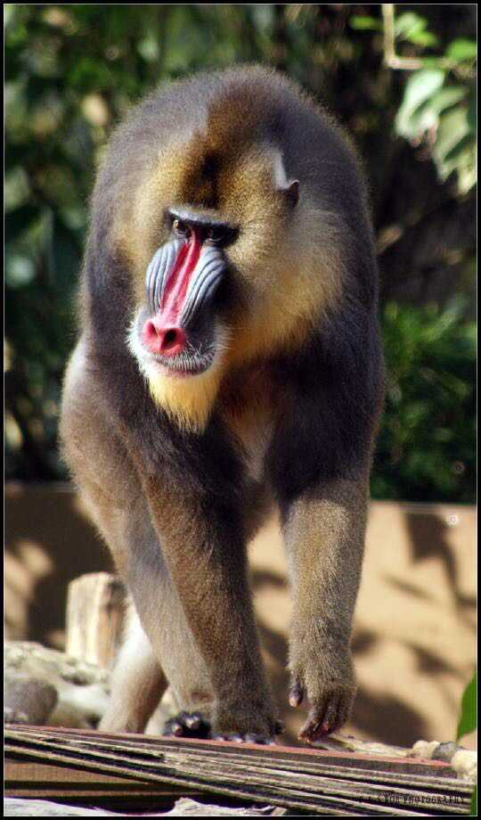 有哪些长得比较逆天的动物?