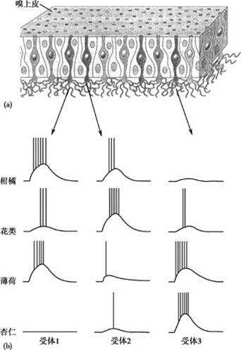 单个嗅觉感受器细胞的反应特性