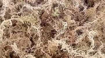 多肉植物的培养土怎么配 知乎