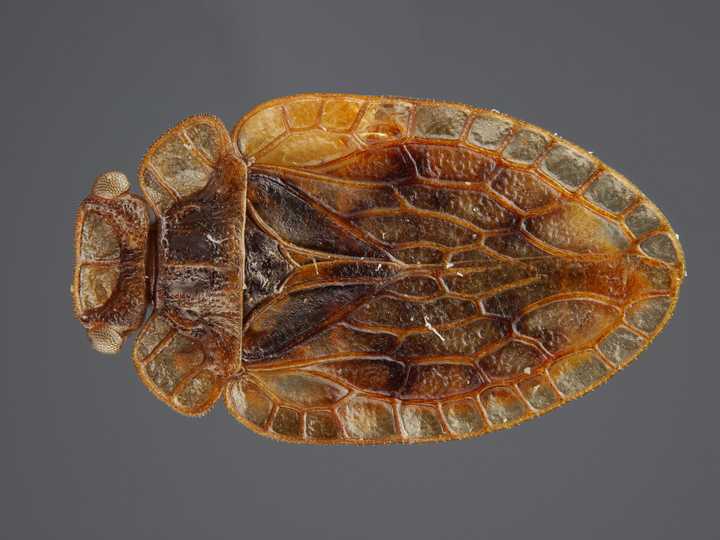 栖息在白蚁窝中的隐翅虫,腹部折叠上去拟态蚂蚁,这是标本照片,可能不