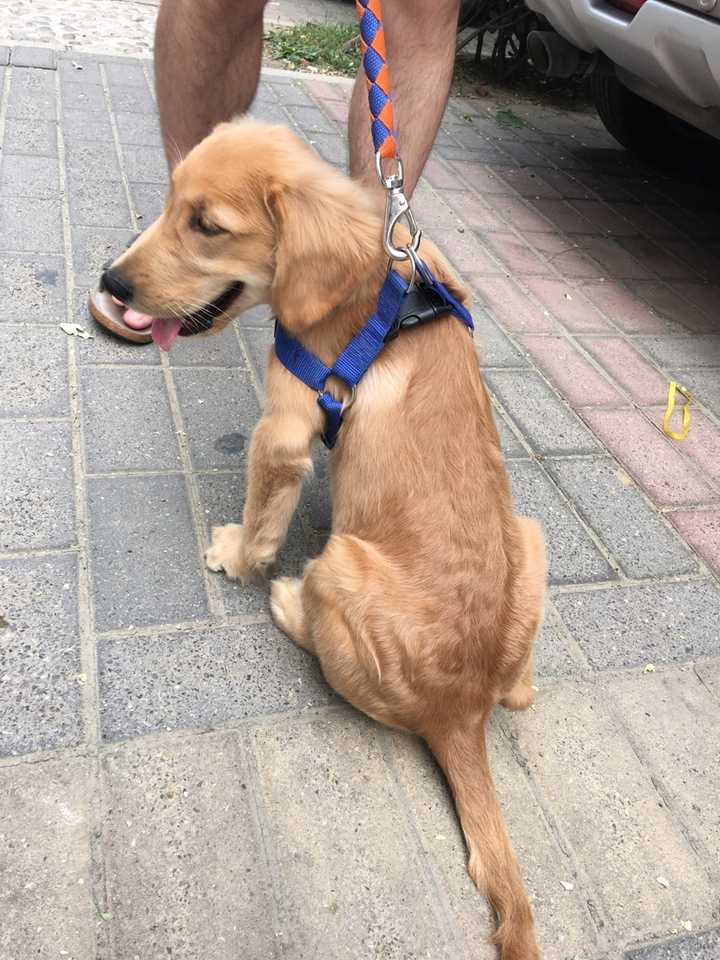 金毛太瘦怎么办?