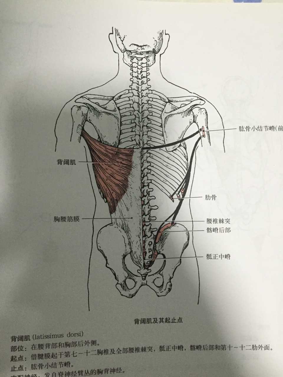 骶棘肌位置图片图片