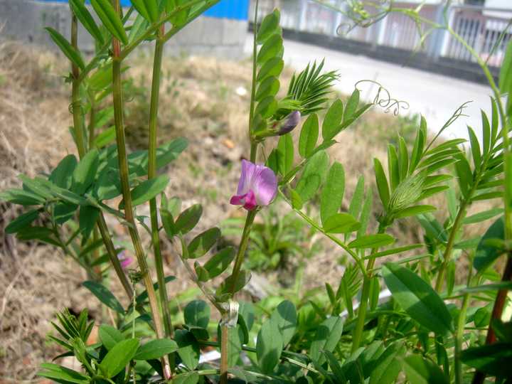 vicia sativa 救荒野豌豆/大巢菜.全国均产.为绿肥及优良牧草.