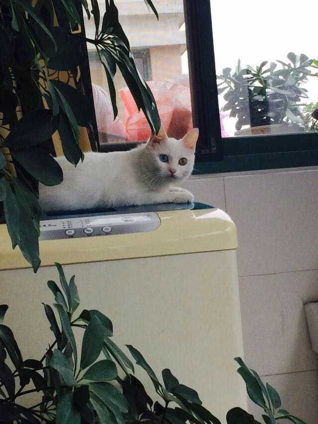 有没有知友又养猫又养多肉的 知乎 有没有知友又养猫又养多肉的 知乎