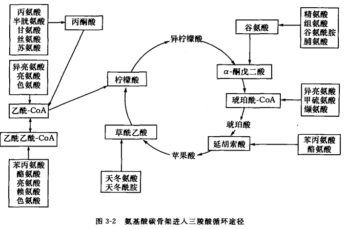 图片取自《生物有机化学,陈宏博,李忠义等 肌糖原耗竭导致肌肉内