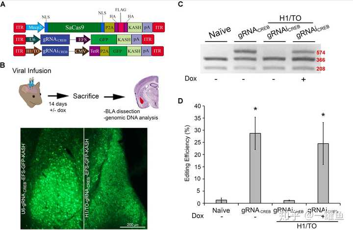 in vivo and regulated via doxycycline and cre-recombinase"一文中