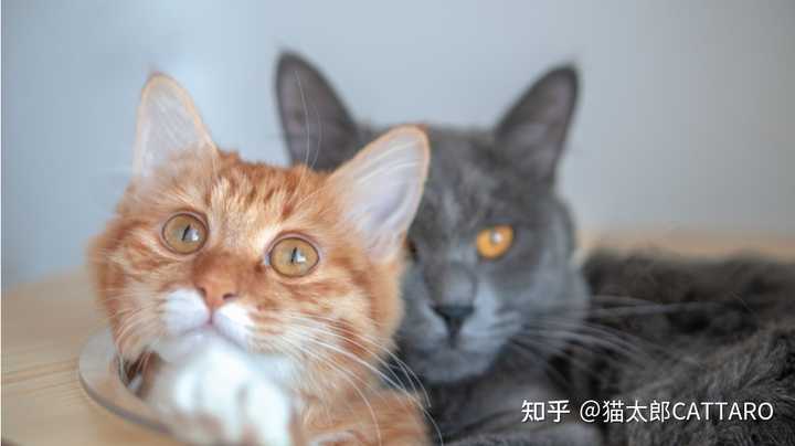 猫发情放任不管行吗? - 知乎