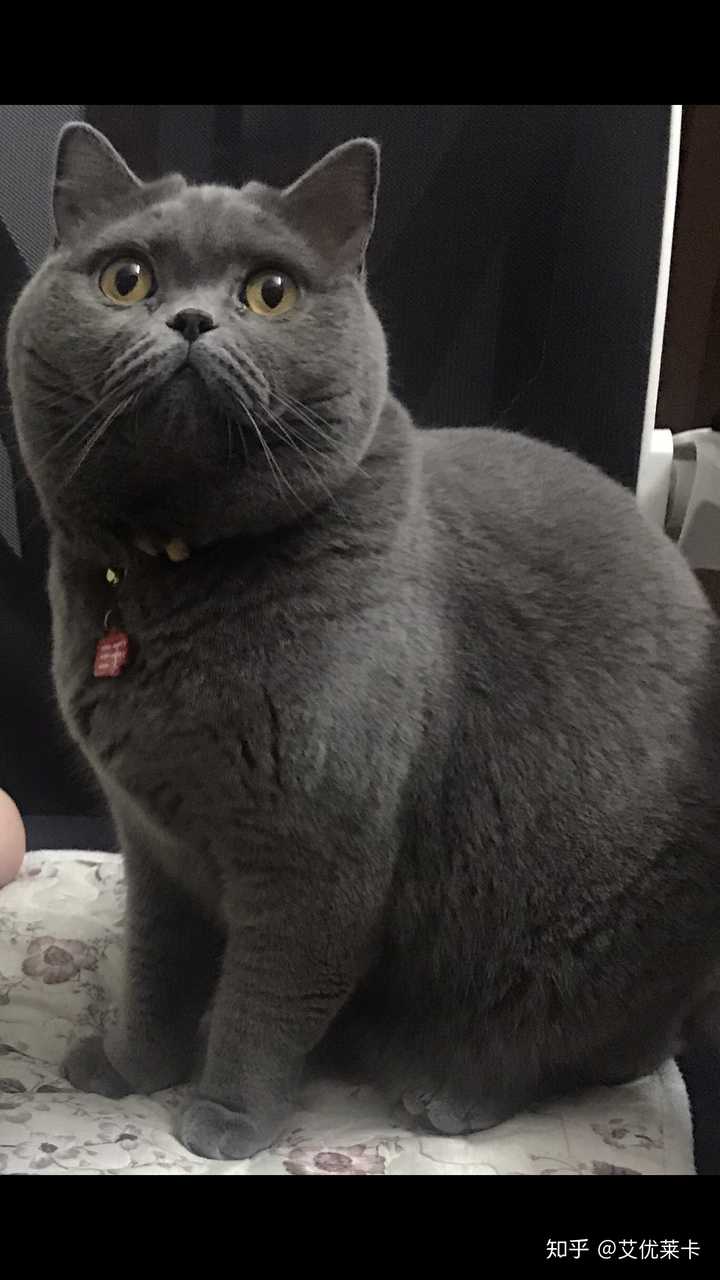 跟我决一死战吧 肥猫 大屁股