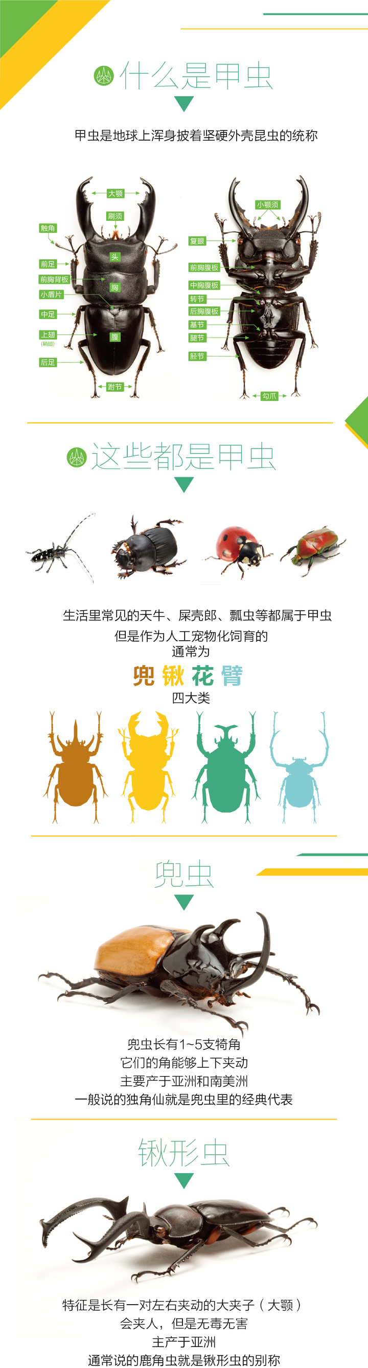新手养甲虫有什么需要做的准备 知乎 新手养甲虫有什么需要做的准备 知乎