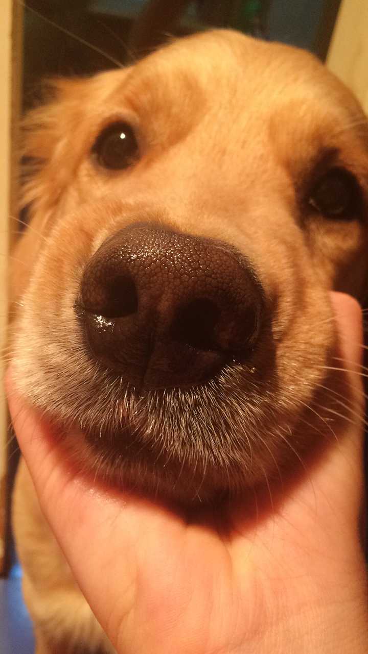 金毛好倔好倔啊!没见过这么硬气的狗啊!