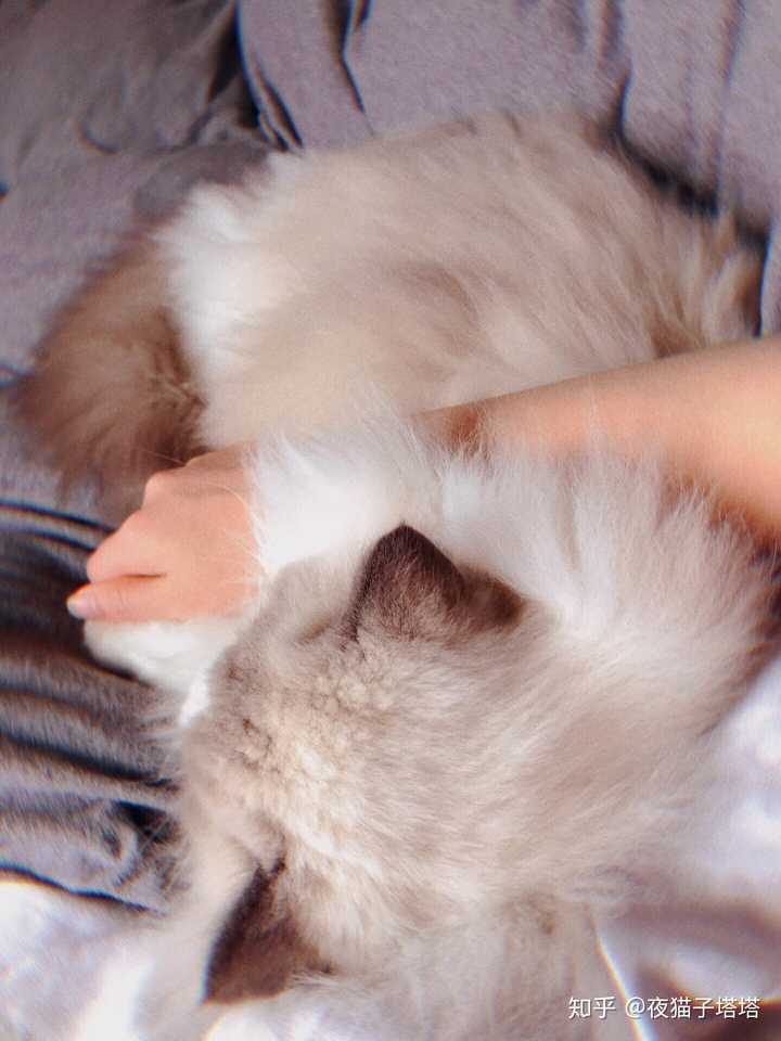 布偶猫的性格真的有传说中的那么好吗,有什么依据?