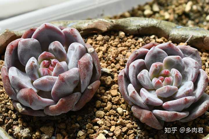 多肉植物可以在室内养吗 知乎 多肉植物可以在室内养吗 知乎