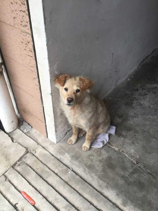 你什么时候被狗的智商震惊了 慧何的回答 知乎 你什么时候被狗的智商震惊了 慧何的回答 知乎