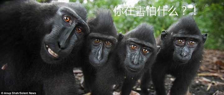 有哪些气质猥琐的动物?