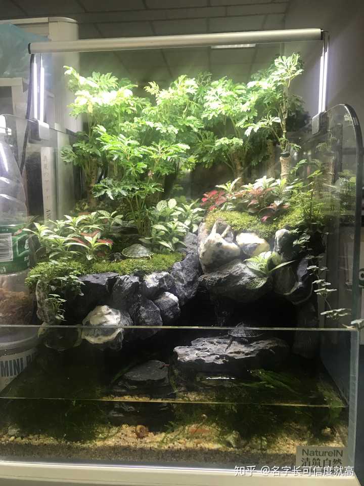 怎么让水陆缸里的苔藓越来越多 知乎 怎么让水陆缸里的苔藓越来越多 知乎