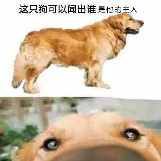 第一次养狗有什么注意事项 知乎