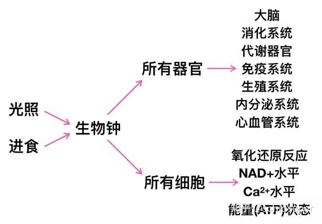 器官的生物钟图片