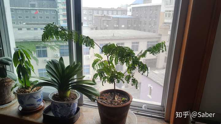 剪枝 弄个造型更漂亮 运气好 养的年限长的话 没准还会给你结小酸角噢