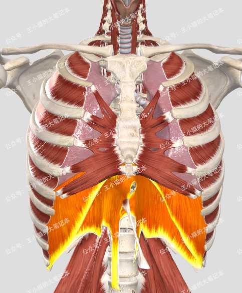 横膈膜肌肉图图片