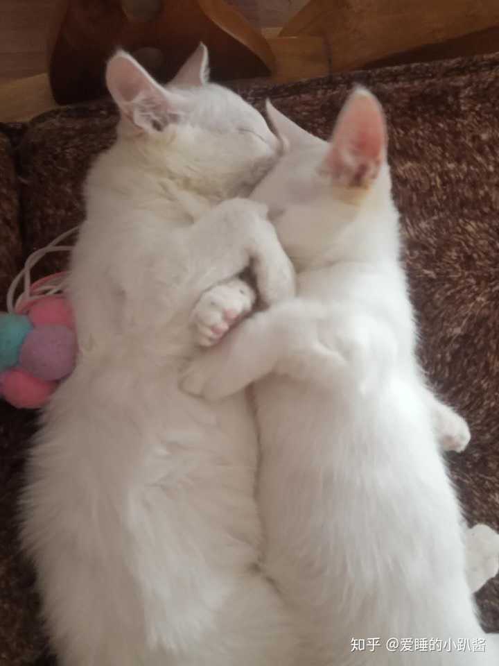 新猫到家 老猫和新猫相互哈气 隔离以后 老猫还继续找新猫的茬怎么办 知乎 新猫到家 老猫和新猫相互哈气 隔离以后 老猫还继续找新猫的茬怎么办 知乎