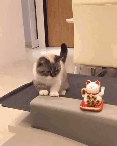 动图封面