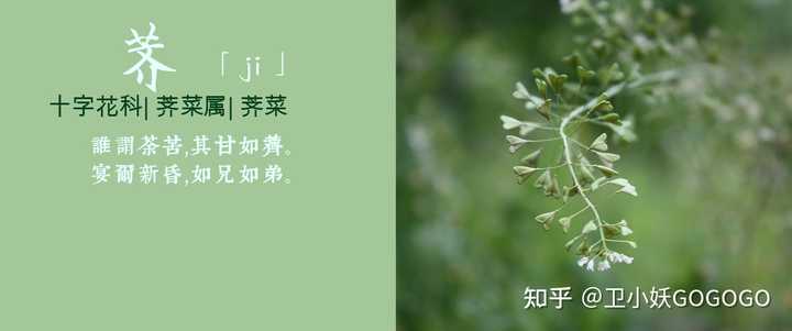 春天有哪些可以挖的野菜 知乎 春天有哪些可以挖的野菜 知乎