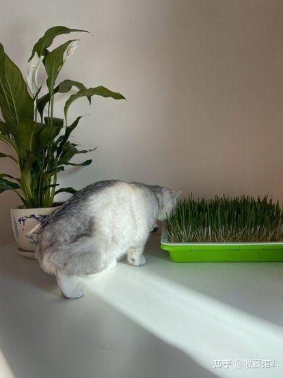 猫草 为什么这么吸引猫 知乎