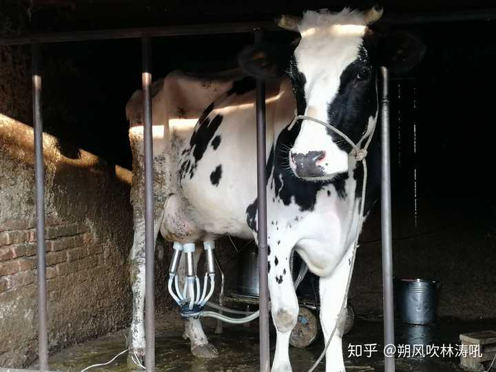 大家喝过奶味最浓最好喝的牛奶是什么?