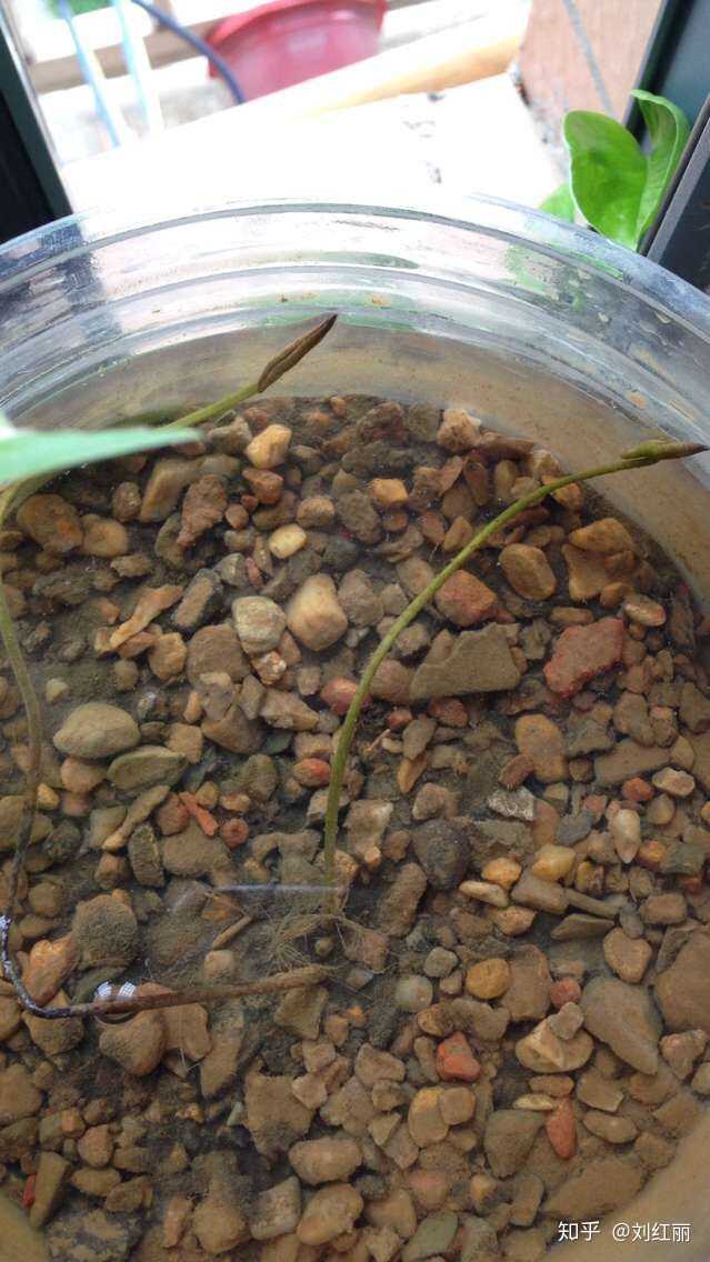 养一盆碗莲,水加少了,出得长长那根被太阳晒坏了,现在的还能活不?